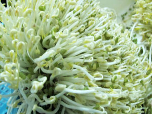 ngan-ngua-va-tri-nam-bang-gia